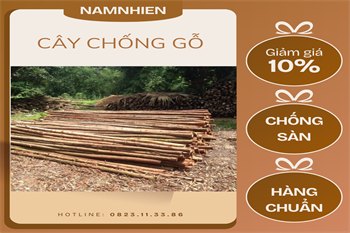 Cây chống
